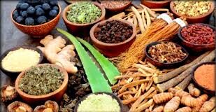 ७५३ वटै स्थानीय तहमा पुग्याे आयुर्वेद केन्द्र