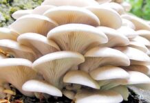 नेपालमा एक हजार १५० प्रजातिका च्याउ, सय प्रजातिका विषालु