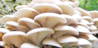 नेपालमा एक हजार १५० प्रजातिका च्याउ, सय प्रजातिका विषालु