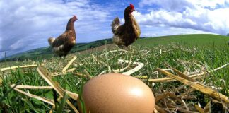 पहिला कुखुरा आयो कि अन्डा ?, सदियौँ पुरानो रहस्य पत्ता लाग्याे