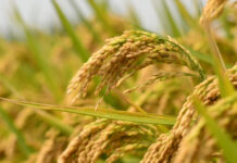 यसवर्ष धान उत्पादनमा ४ प्रतिशतले कमी हुने