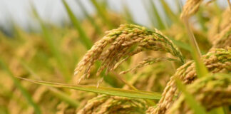 यसवर्ष धान उत्पादनमा ४ प्रतिशतले कमी हुने