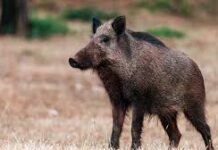 जङ्गली बँदेलको आक्रमणबाट एक वृद्धको मृत्यु, दुई जना घाइते