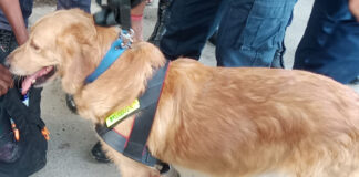 प्रहरीसहित तालिमप्राप्त कुकुरद्वारा लागुऔषध तथा विस्फोटक पदार्थको जाँच