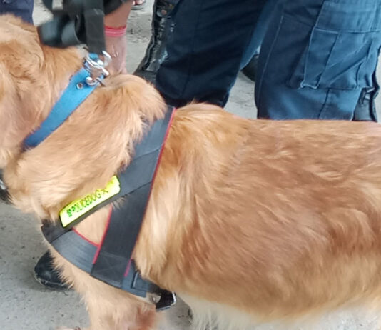 प्रहरीसहित तालिमप्राप्त कुकुरद्वारा लागुऔषध तथा विस्फोटक पदार्थको जाँच