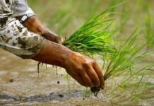 कर्णालीमा ४३ हजारभन्दा बढी हेक्टर क्षेत्रफलमा धानखेती हुँदै