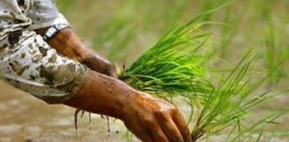कर्णालीमा ४३ हजारभन्दा बढी हेक्टर क्षेत्रफलमा धानखेती हुँदै