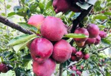 जुम्लामा उत्पादन भएको स्याउको अधिक माग