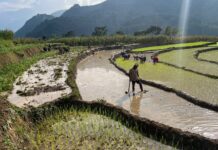 देशभर ५० प्रतिशत धान रोपाइँ सम्पन्न