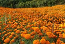 तिहारमा करिब ५२ लाख माला खपत हुनेसक्ने