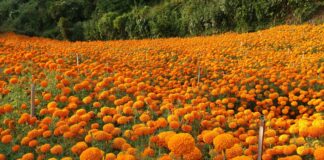 तिहारमा करिब ५२ लाख माला खपत हुनेसक्ने