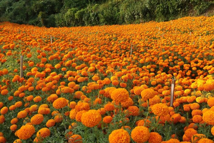 flowers-phool-ful
